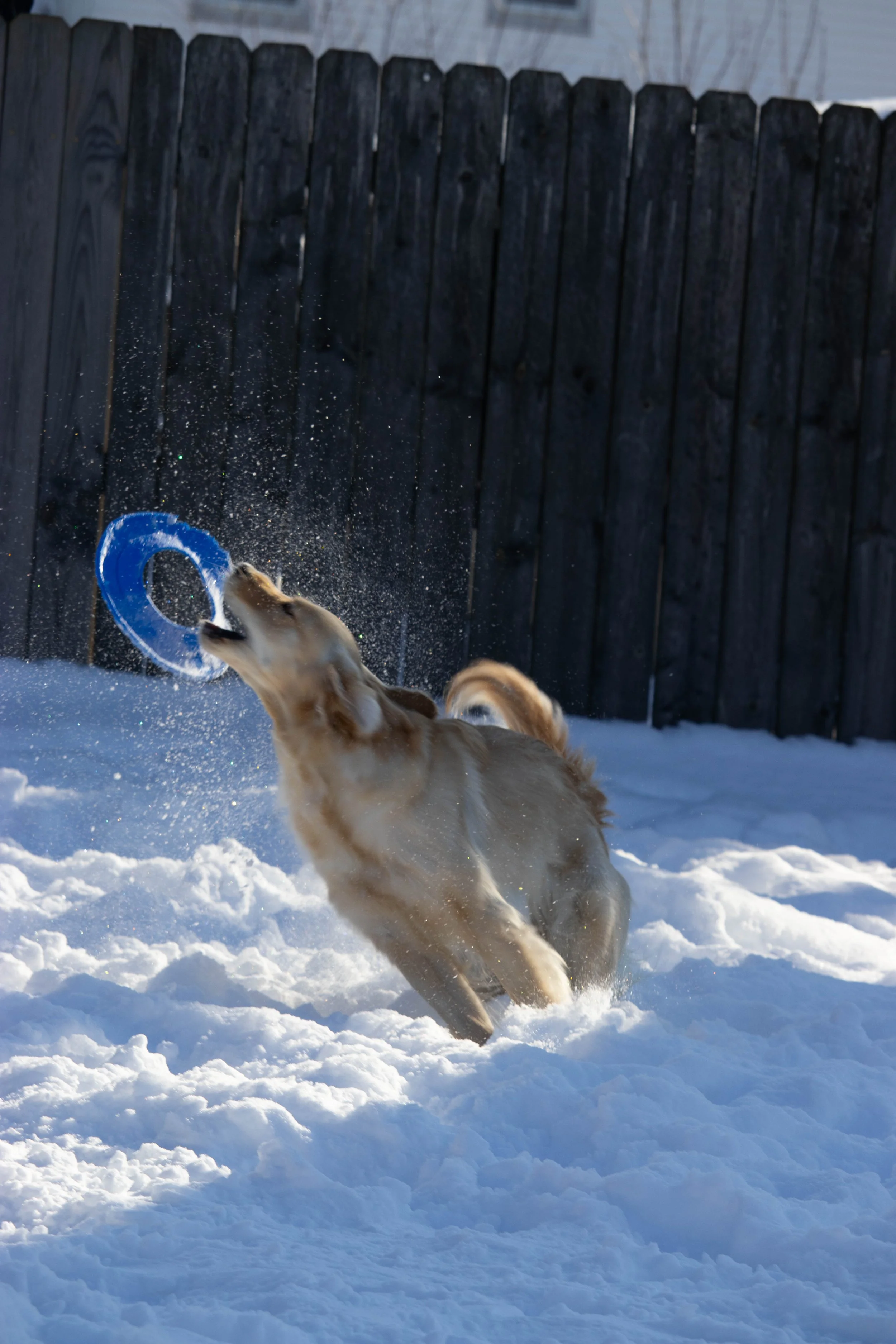 20260202_DRH_Shelby snow_123.JPEG