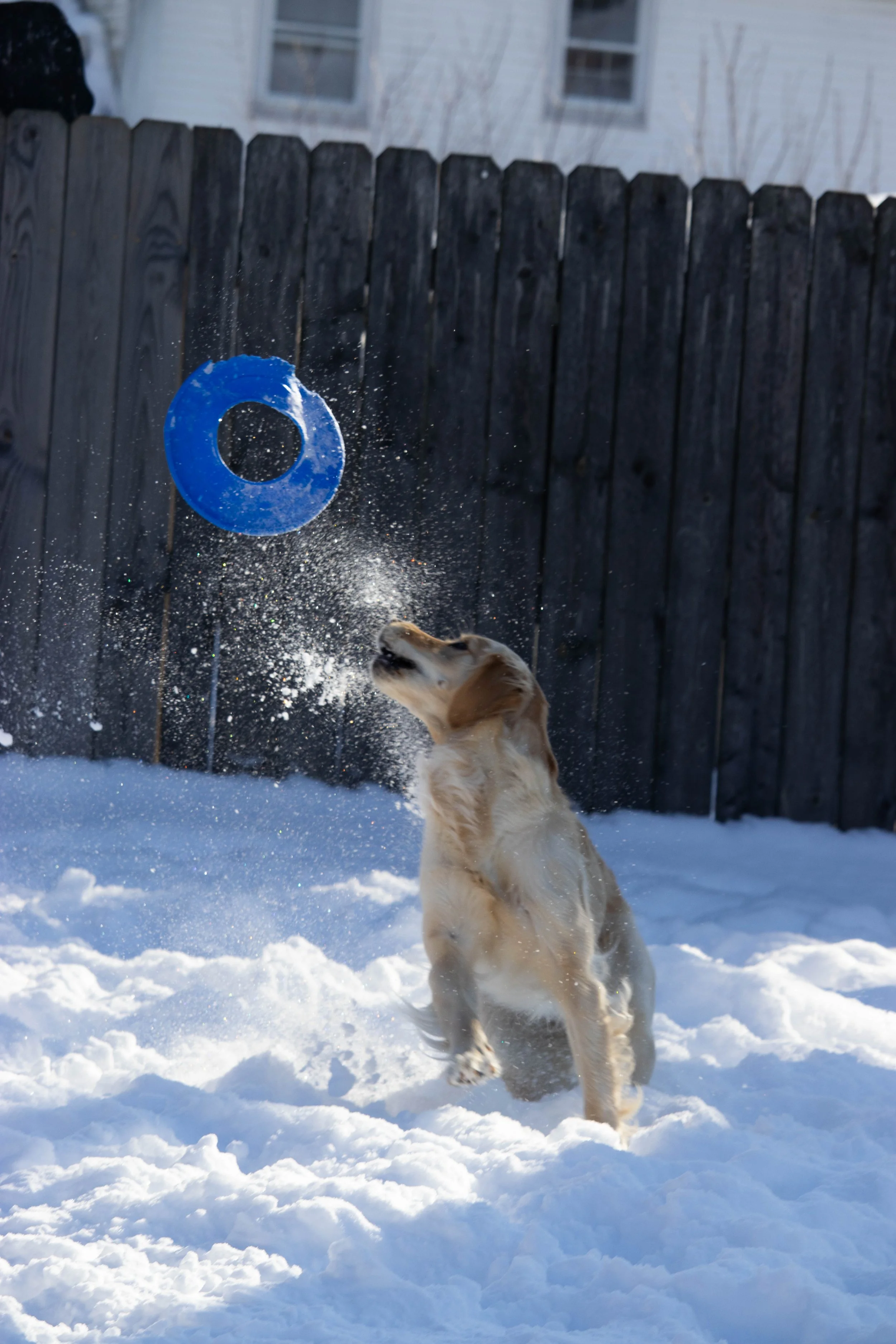 20260202_DRH_Shelby snow_122.JPEG