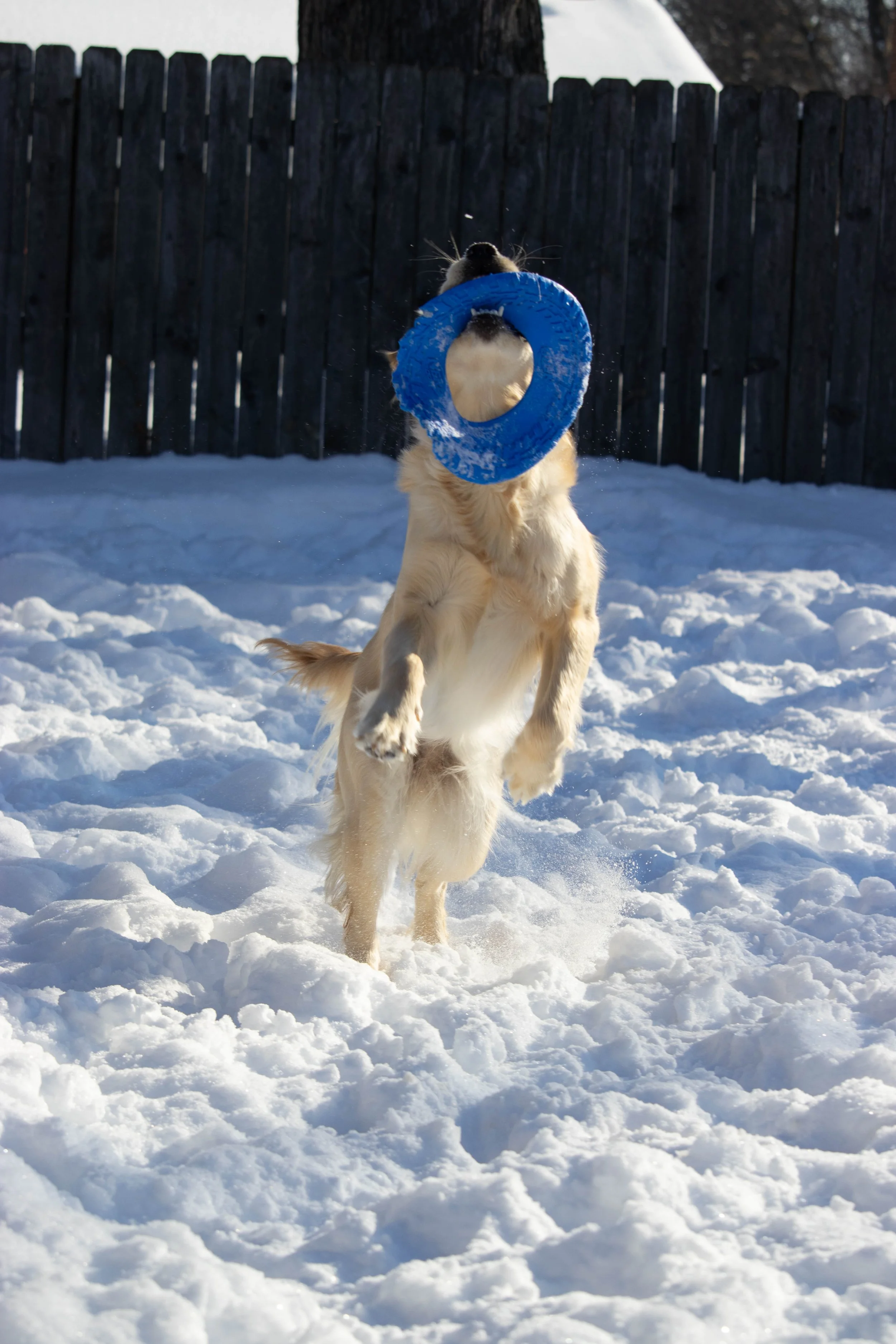 20260202_DRH_Shelby snow_133.JPEG