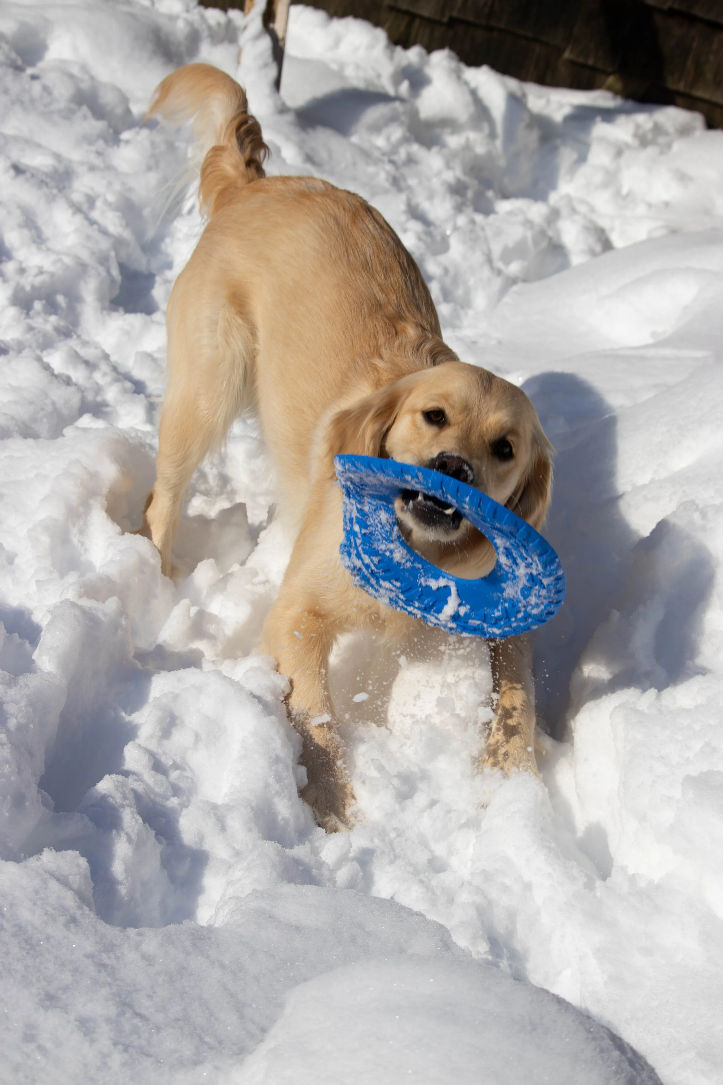 20260202_DRH_Shelby snow_046.JPEG