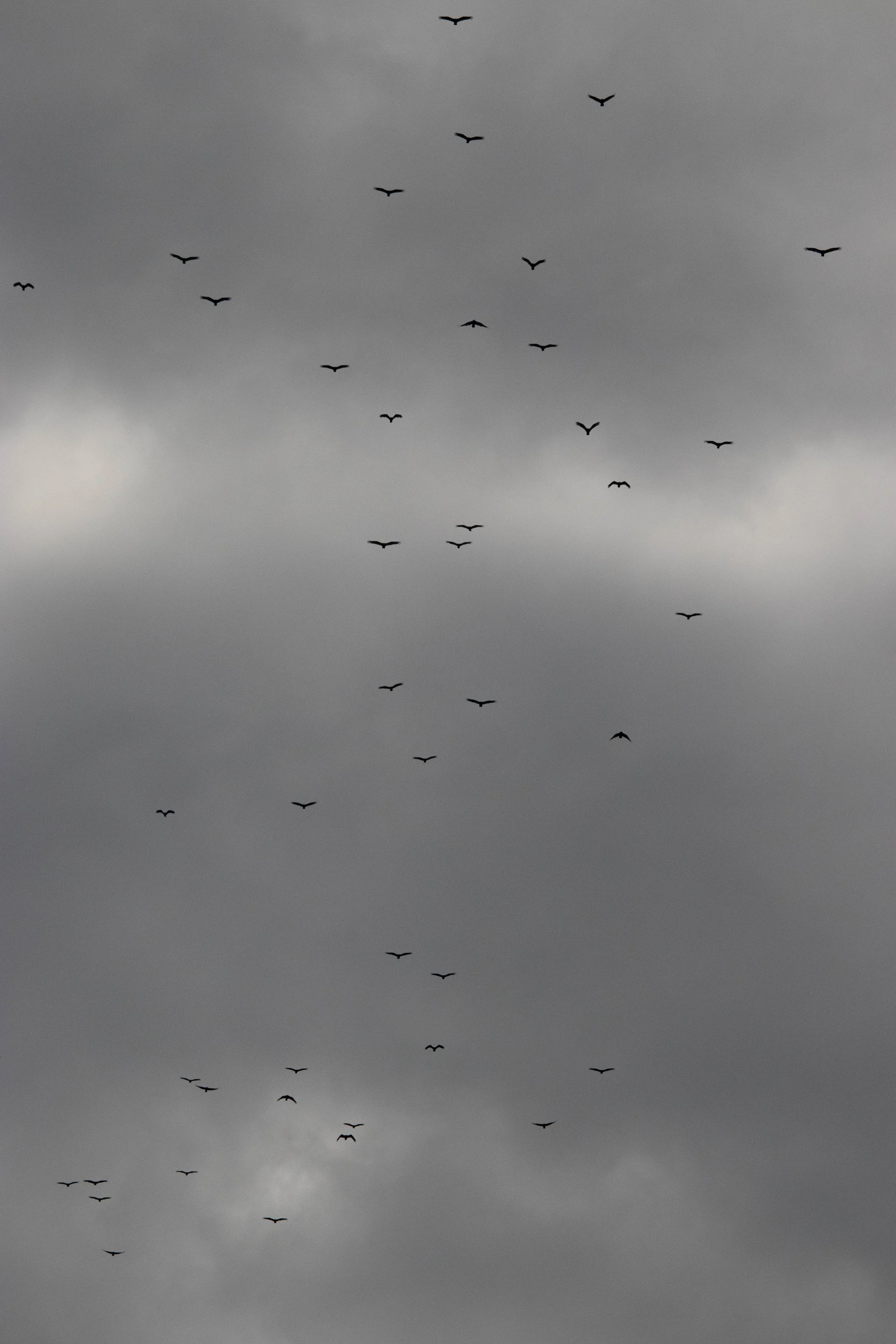 20240408_DRH_Total Eclipse 2024_058.JPEG