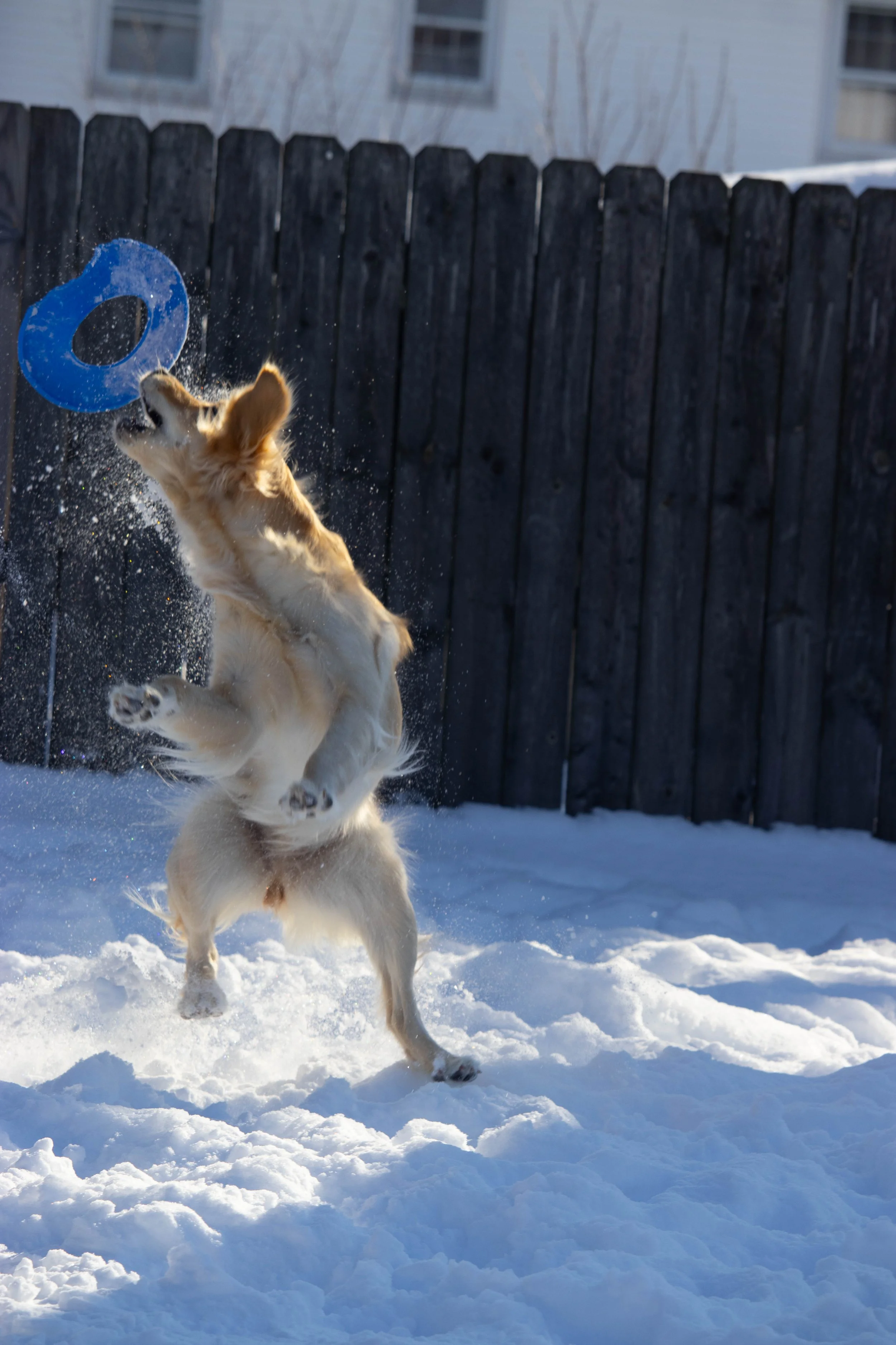 20260202_DRH_Shelby snow_121.JPEG