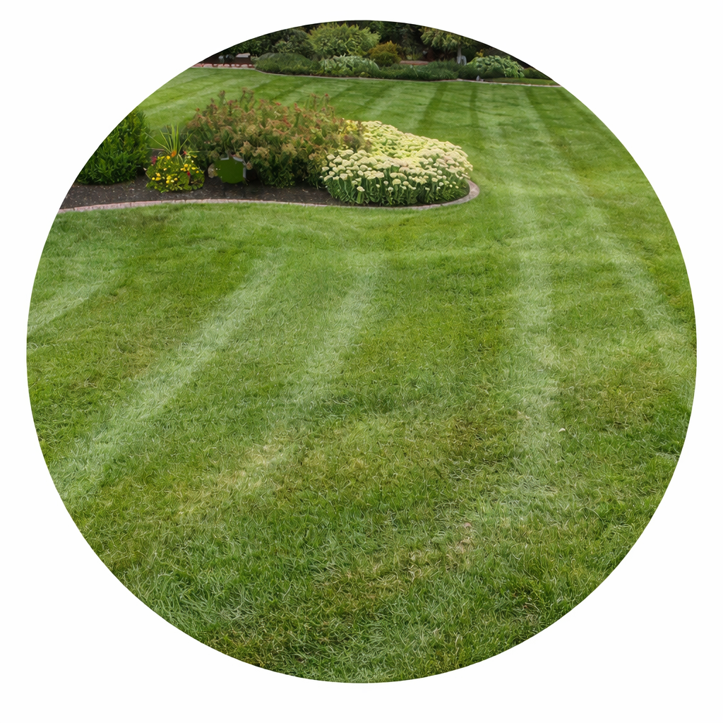 Routine Lawn Care