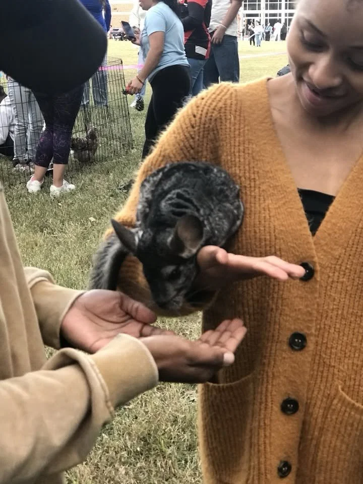 chinchilla.jpg