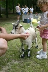 Child petting a small goat at a petting zoo