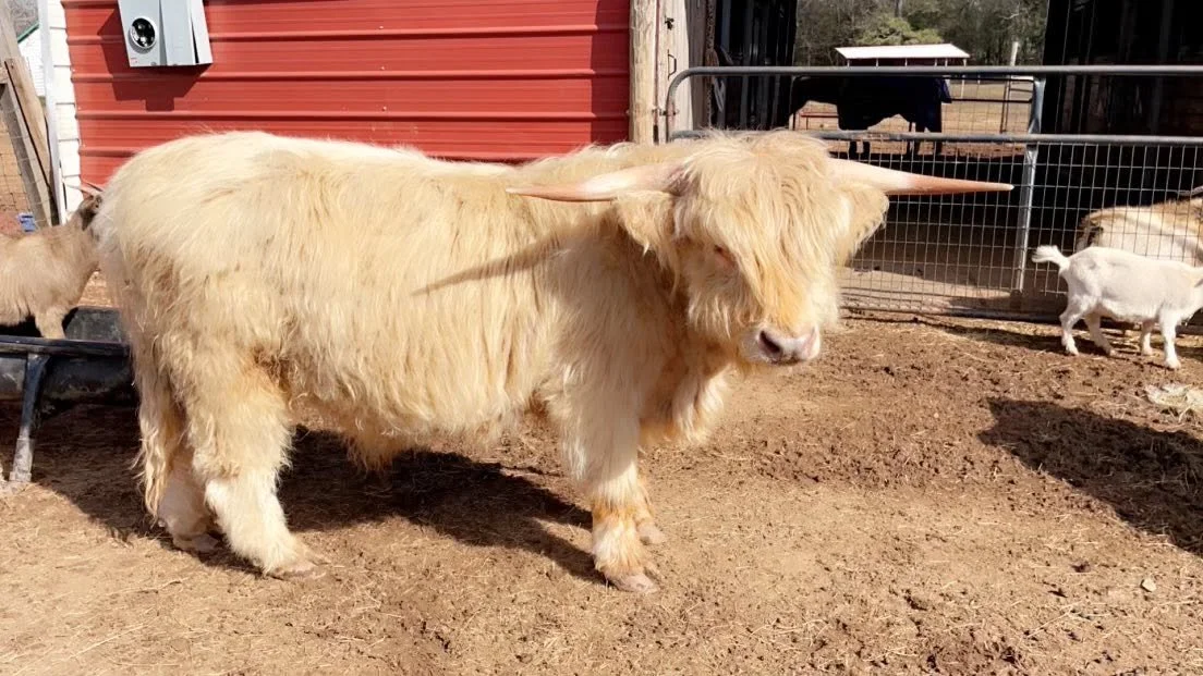 highlandcow.jpg