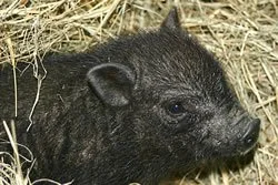 Close-up of a black piglet lying in straw.