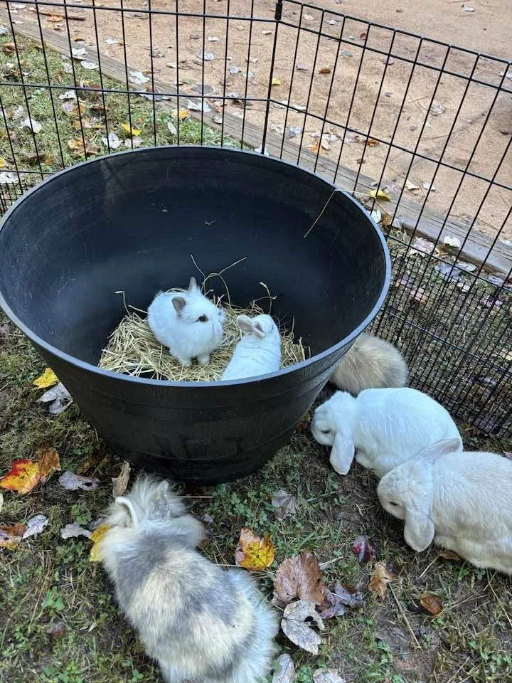 Bunnies.jpg