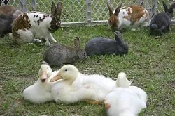 A group of ducks, rabbits, and guinea pigs resting outside on grass near a fence.