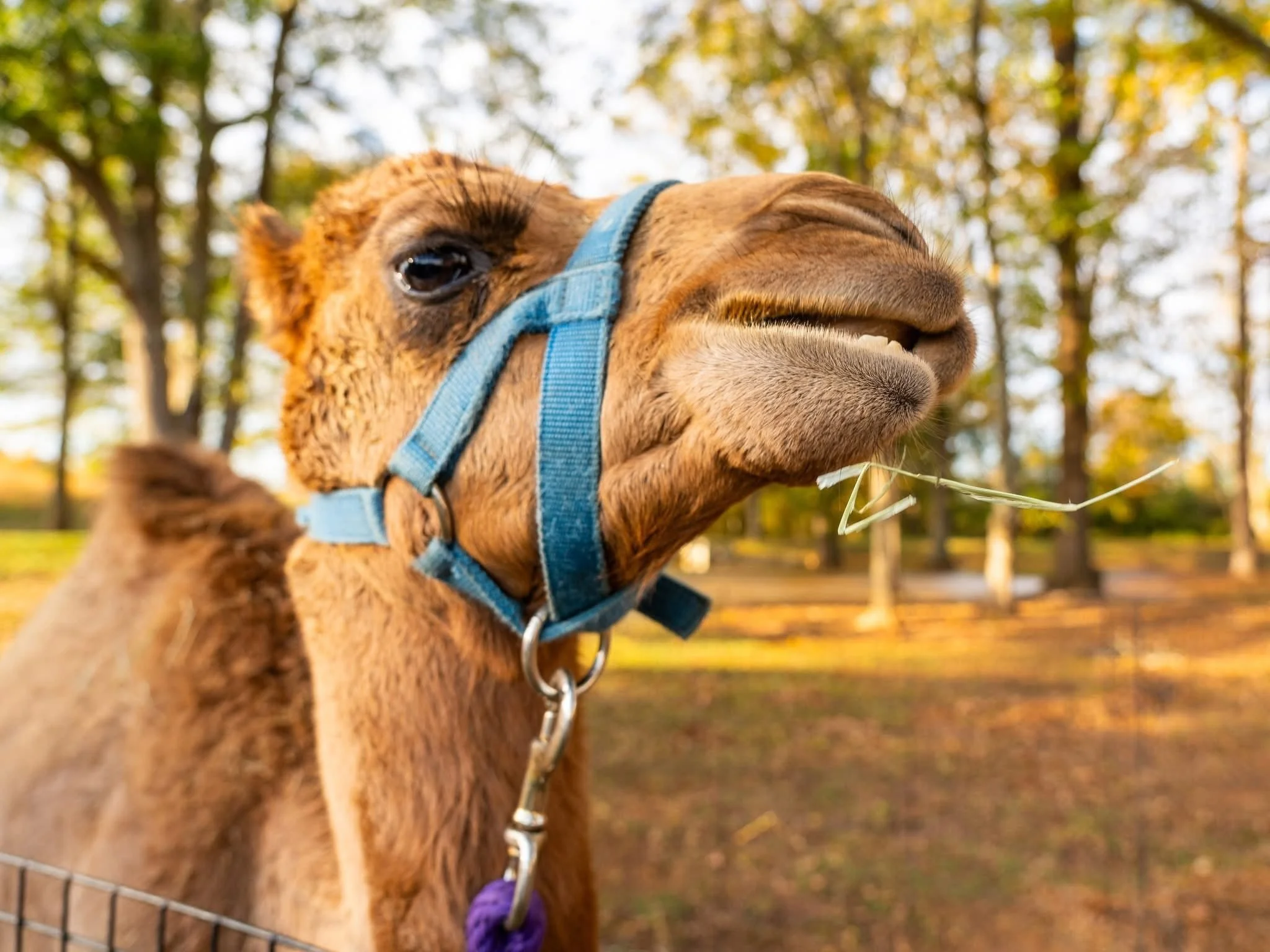 camel.jpg