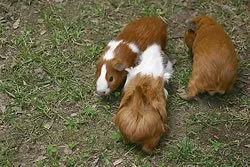 Three puppies on grass, two with brown fur and one with white and brown fur.