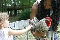 Child reaching out to touch a hen held by a woman outdoors.
