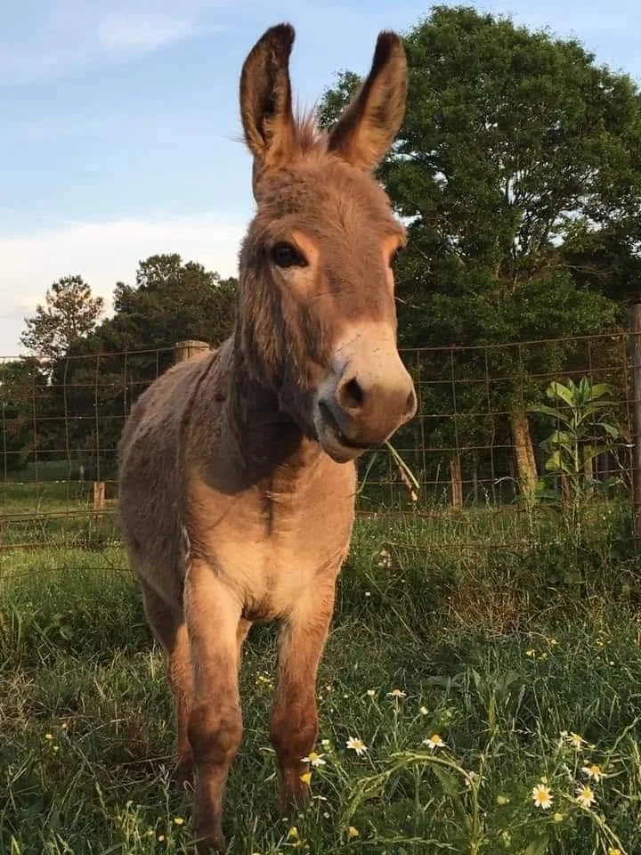 donkey.jpg