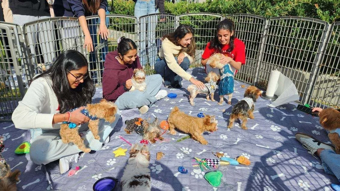YorkieParty.jpg