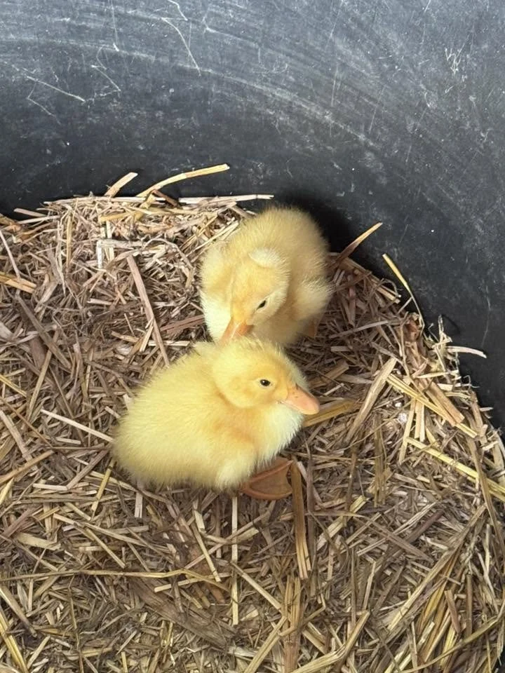 ducklings.jpg