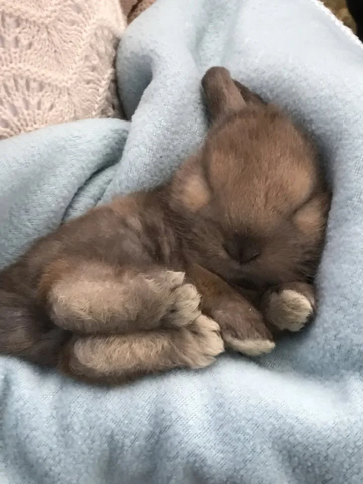 cutebunny.jpg