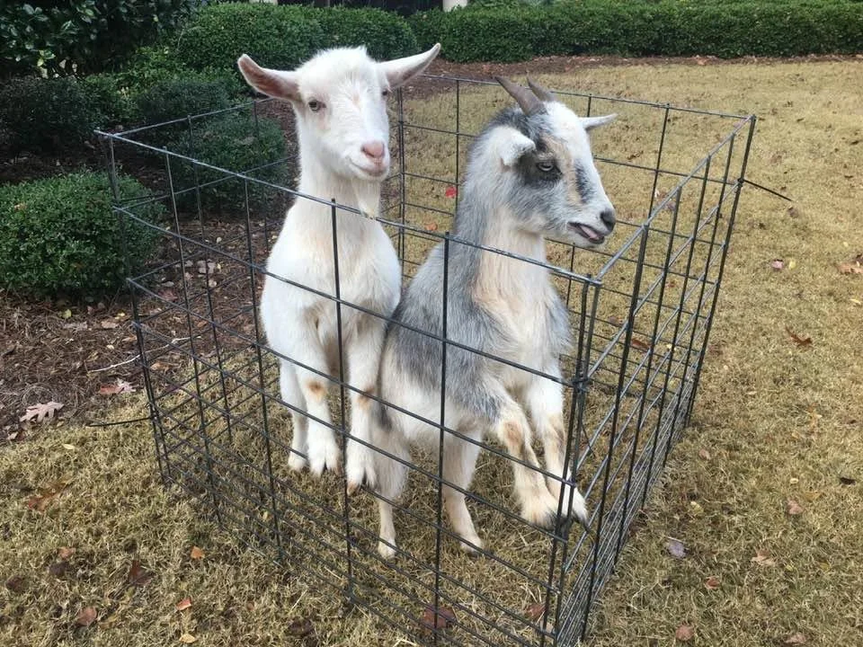 goats.jpg