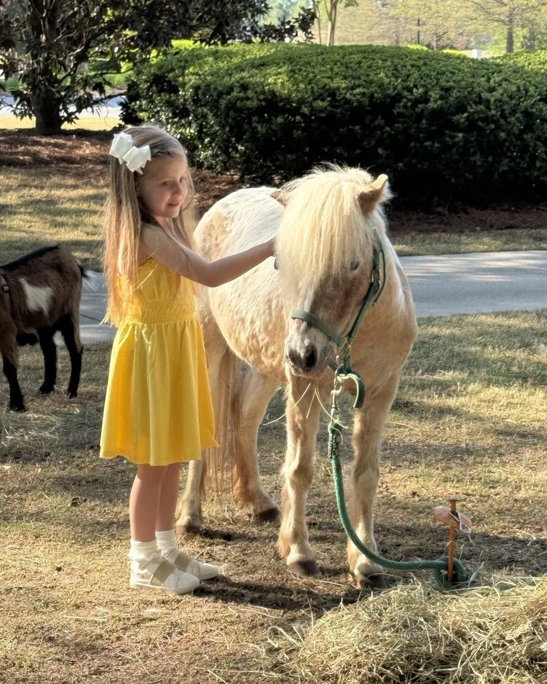 horsecutkid.jpg