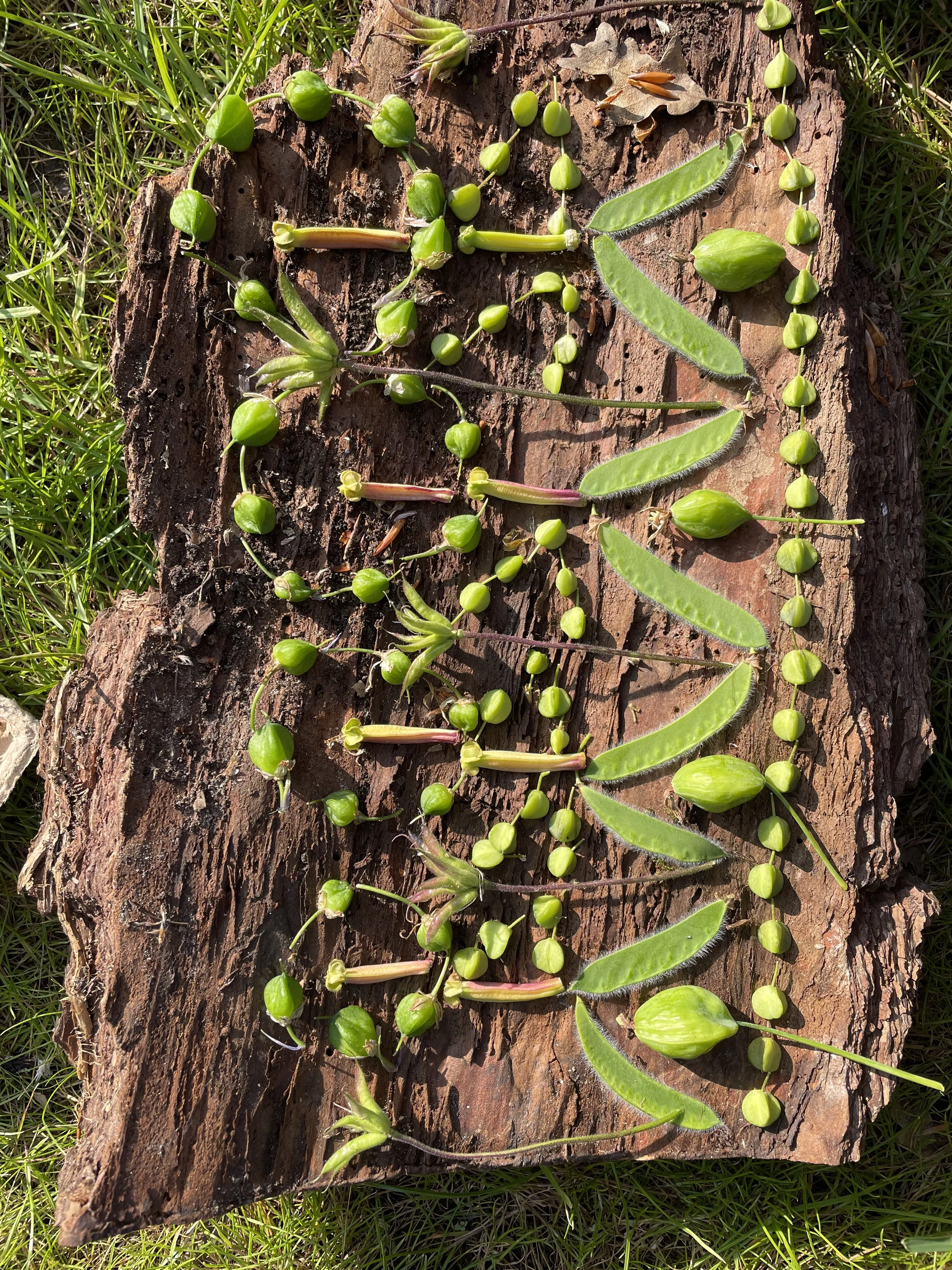 Patterns from the land