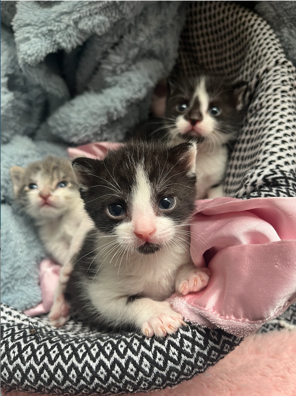 Screenshot 2026-02-16 at 4.13.40 PM.png