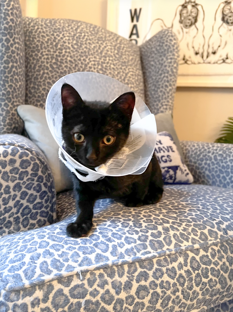 Screenshot 2026-02-16 at 4.13.25 PM.png