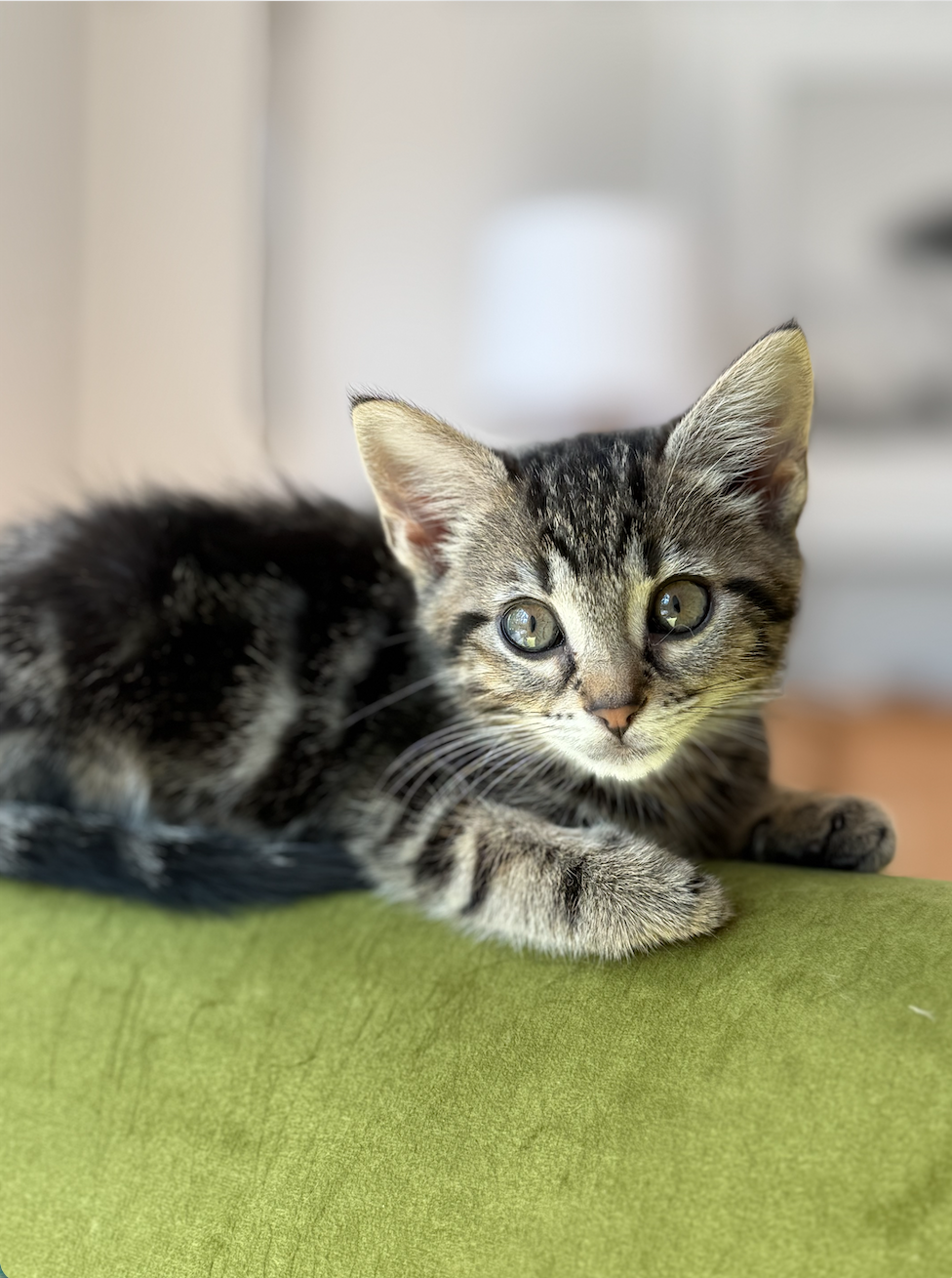 Screenshot 2026-02-16 at 4.12.18 PM.png