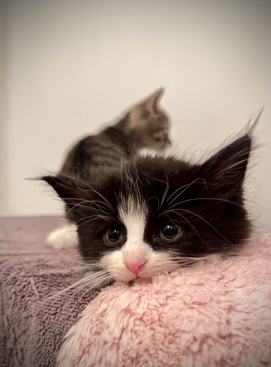 Screenshot 2026-02-16 at 4.14.23 PM.png