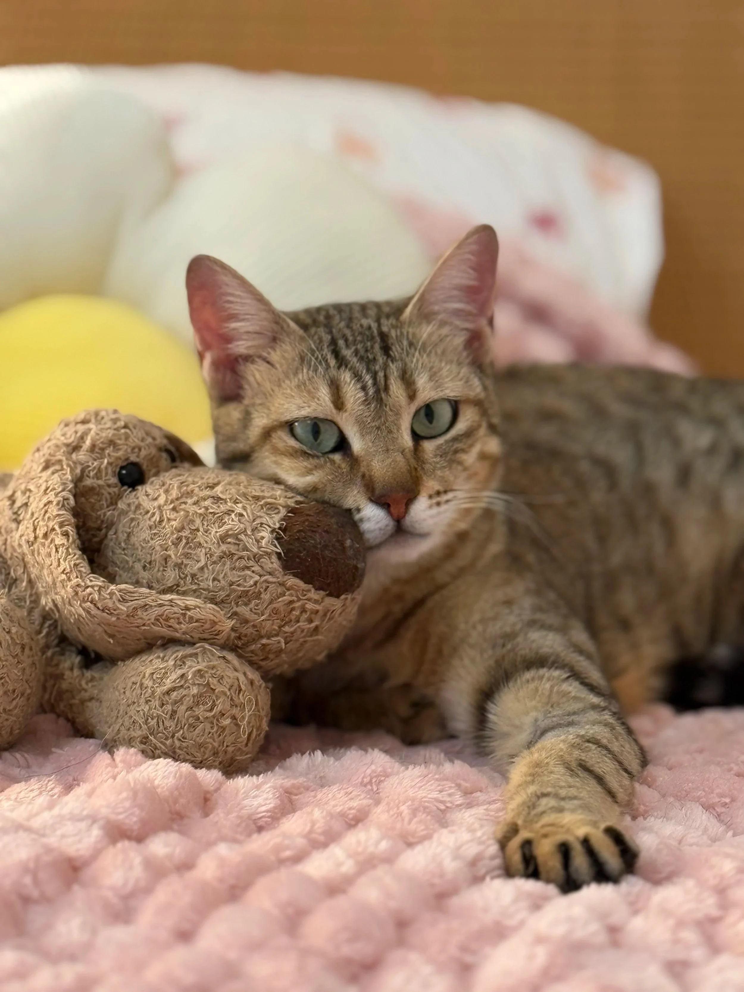 Lunara (1 year, female)  *Adoption Pending