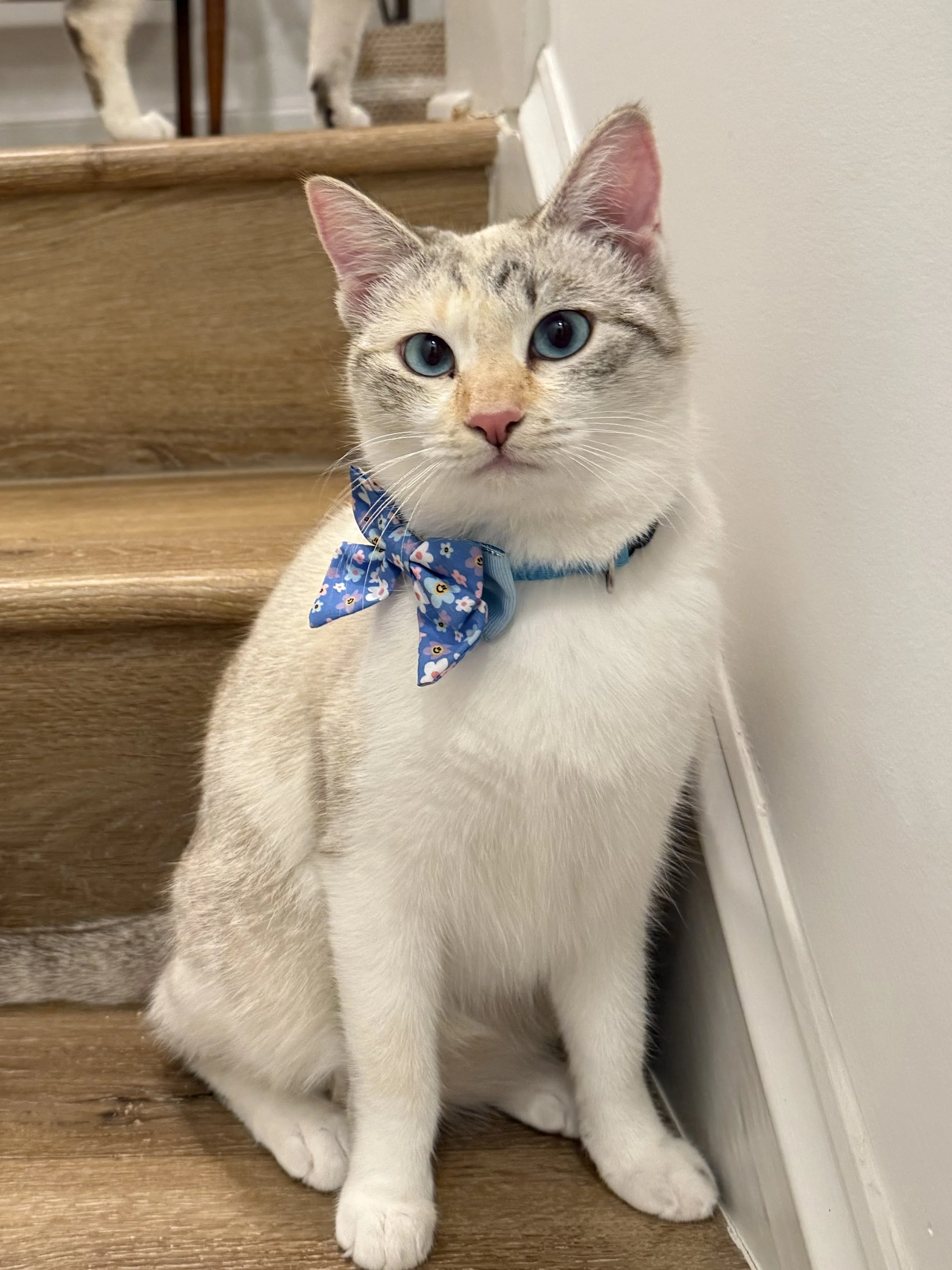 Portia (6 months, female)