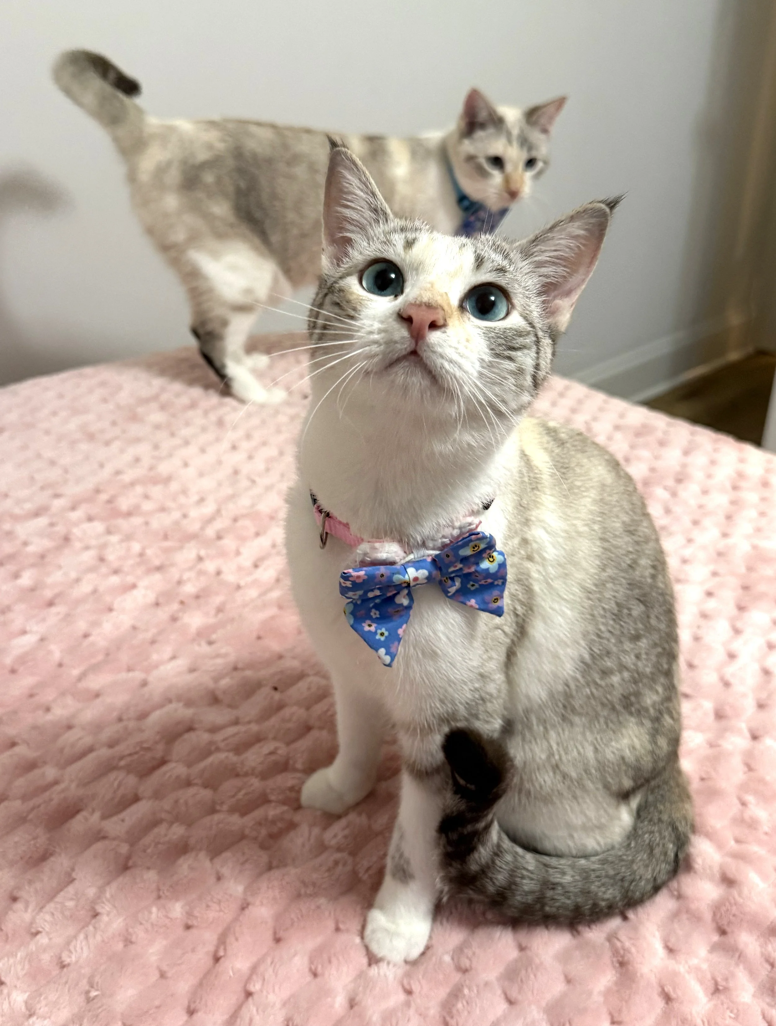 Mia (6 months, female)