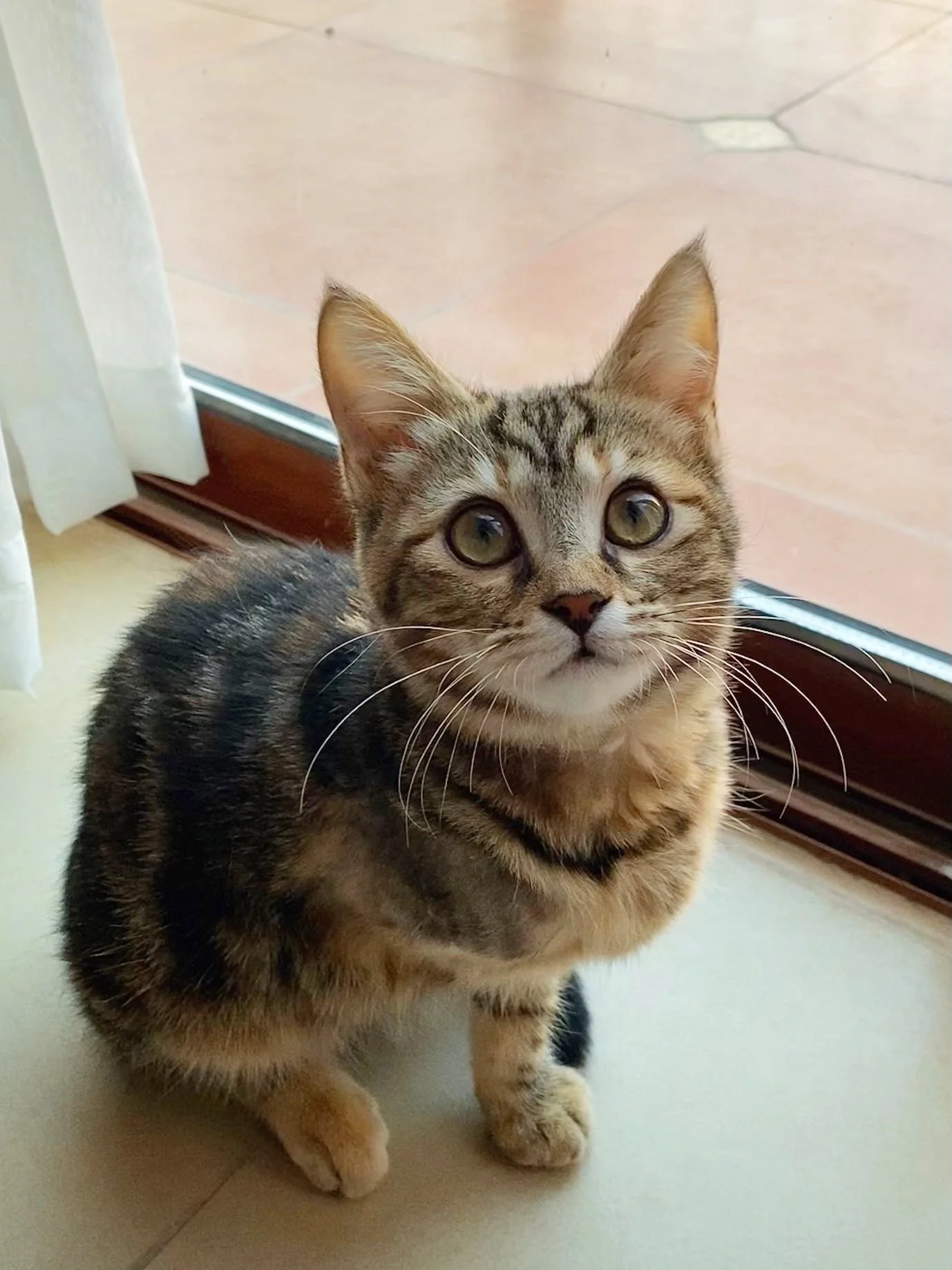 Peggy (4 months, female) *Adopted!