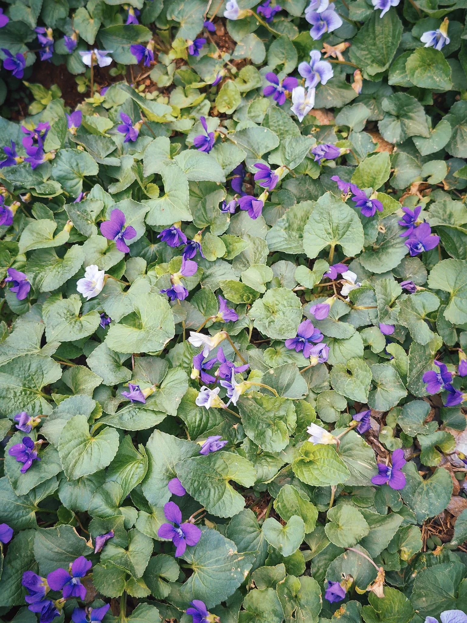 a overhead image of an ocean of violets and their verdant foliage