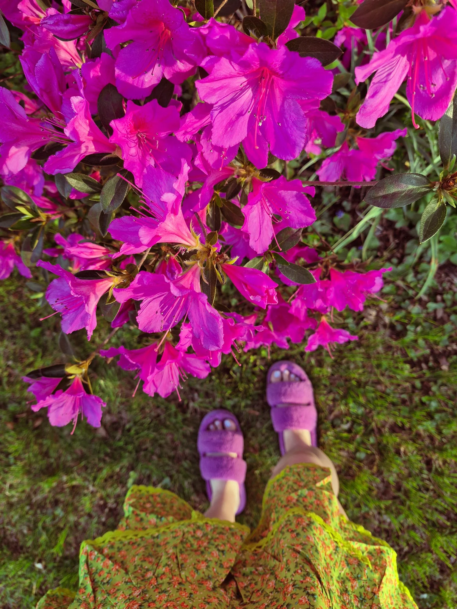 overhead image of a hot pink azalea bush in full bloom with the artist matching fuchsia fuzzy slippers and lime green skirt visible below the blooms