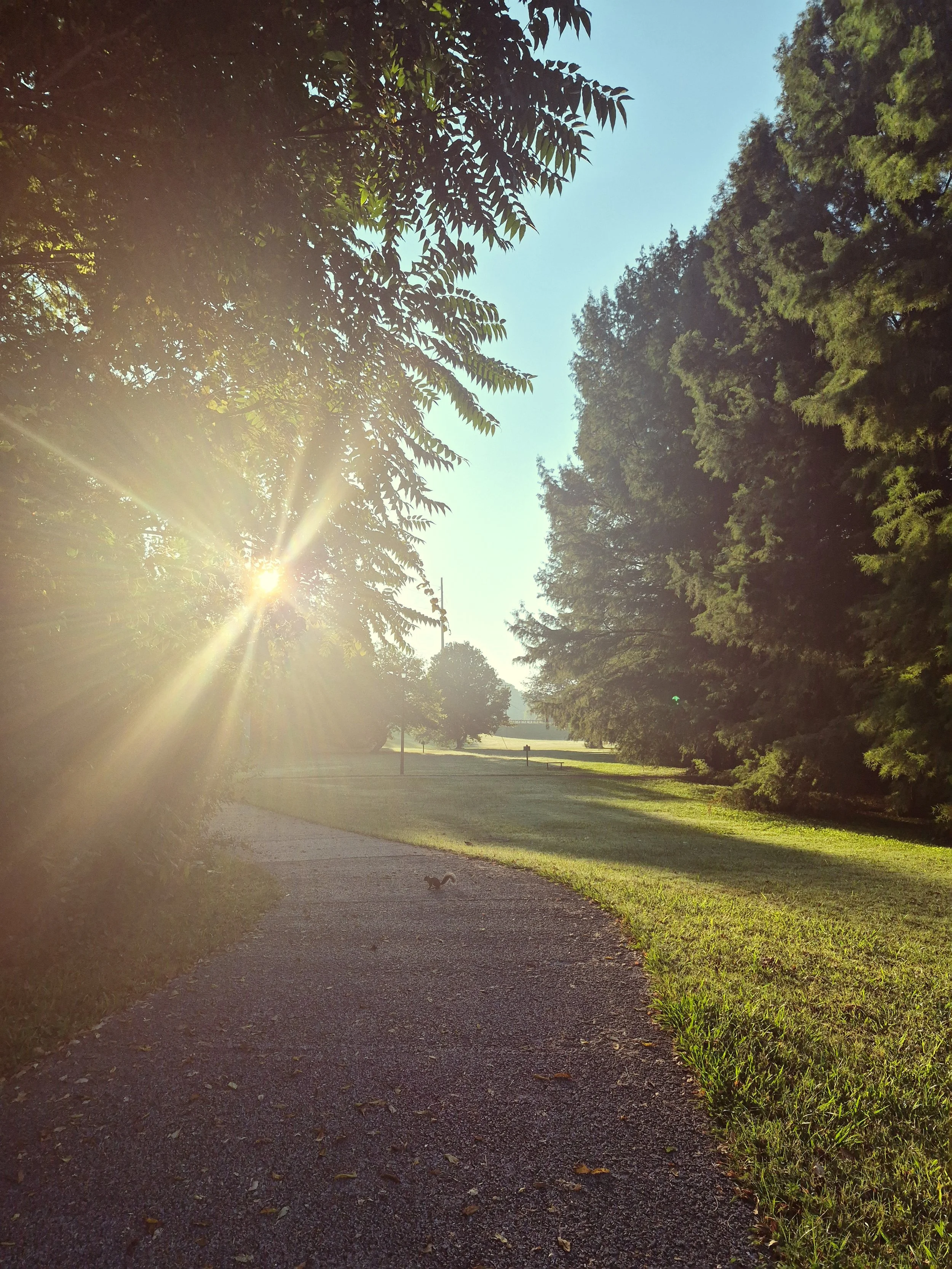 Sunlight streaming through trees onto a paved walking path beside a grassy lawn on a bright summer morning.