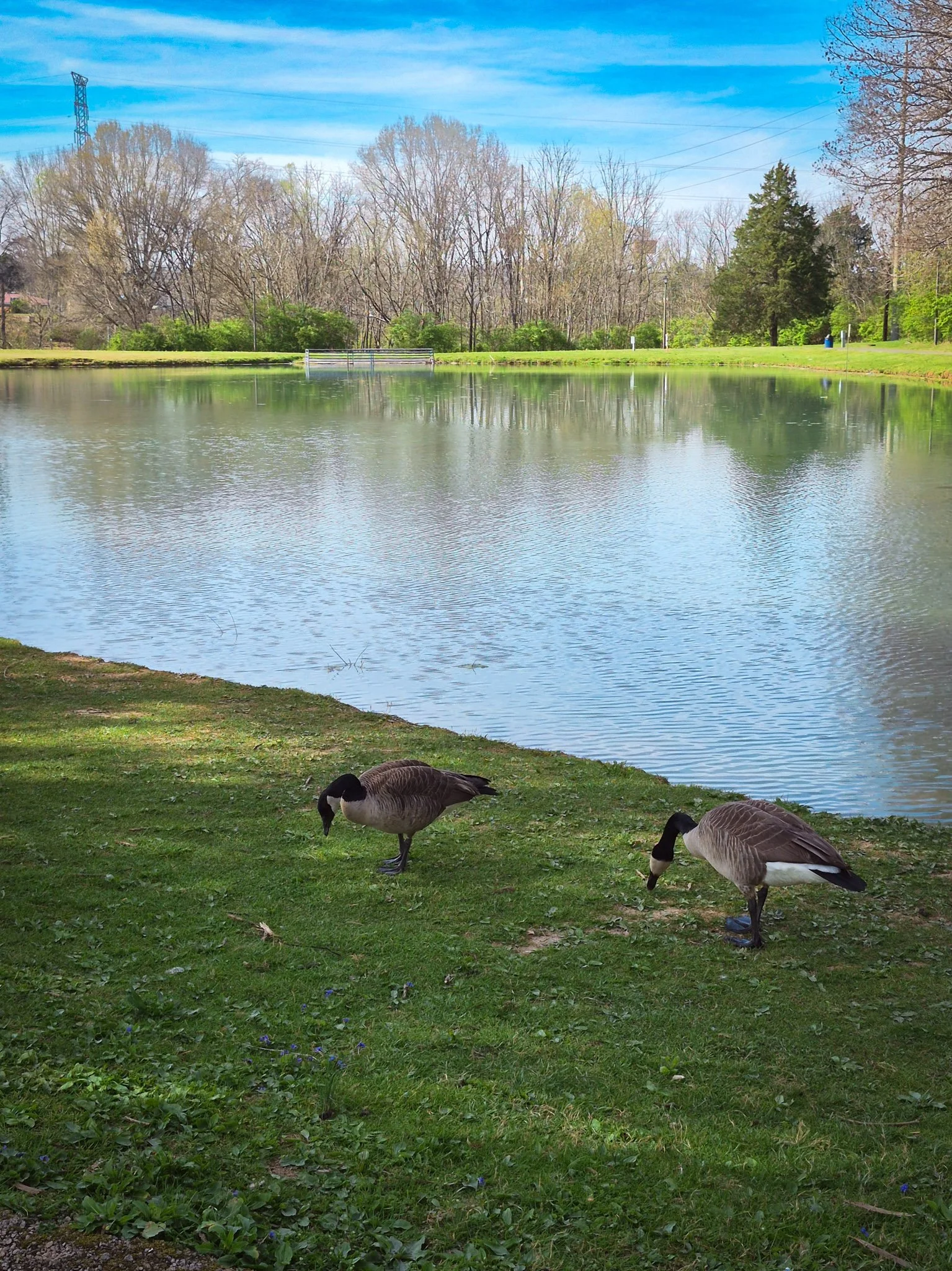 nature image of a duck pond and two geese on the bank with their beaks to the ground, digging for lunch