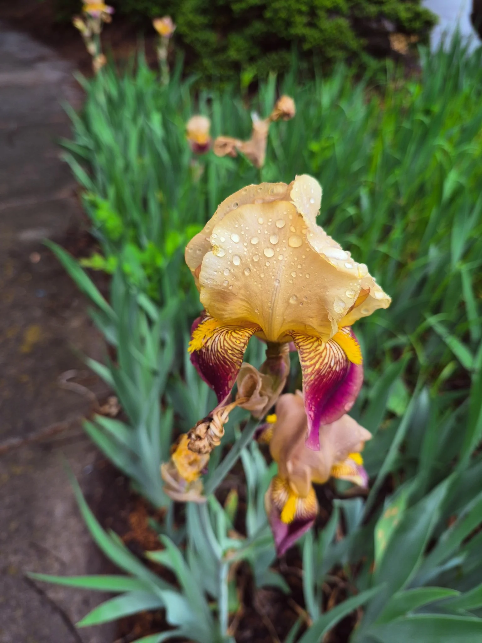 Close-up of a bearded iris flower with raindrops on its petals, surrounded by green foliage