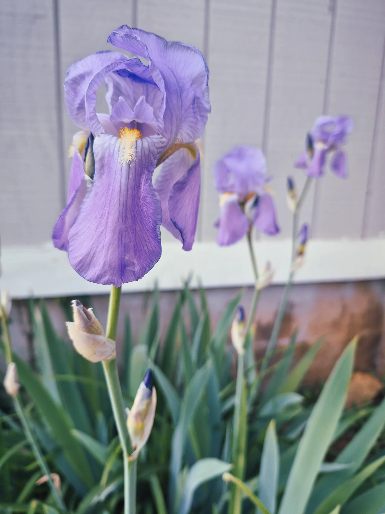 Purple iris flower blooming in a garden bed with soft greenery in the background