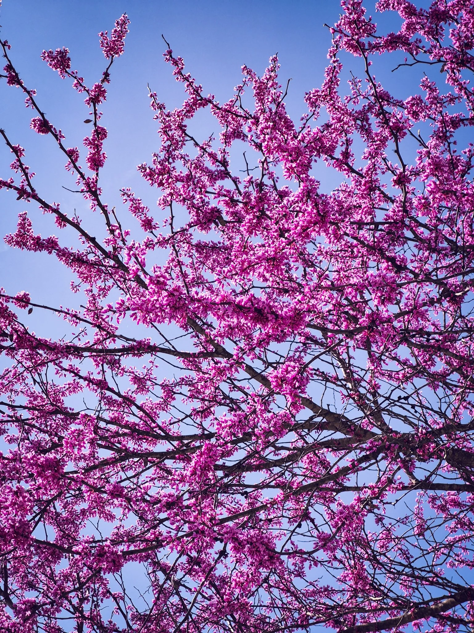 Weekly Glimmers | A Week In Pictures: Mar 9-15