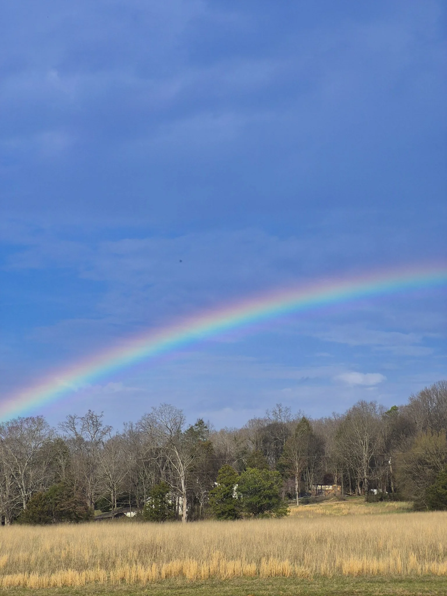 image of a bright rainbow over a ridge of mostly naked early spring trees with a bright blue sky and few wispy clouds