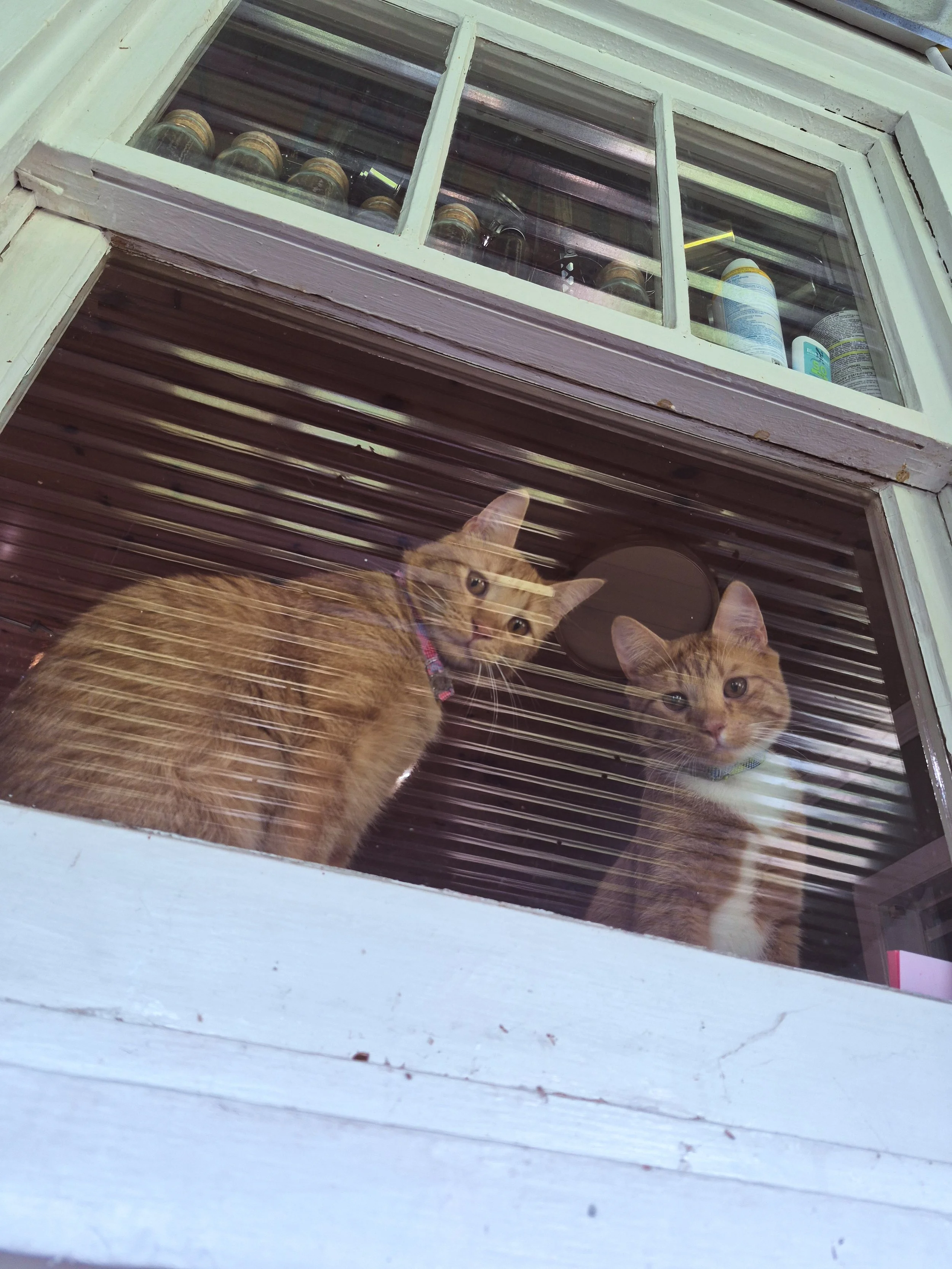 Two orange cats looking through a window from inside the house, surrounded by vintage windows and jars stored on a shelf above them.