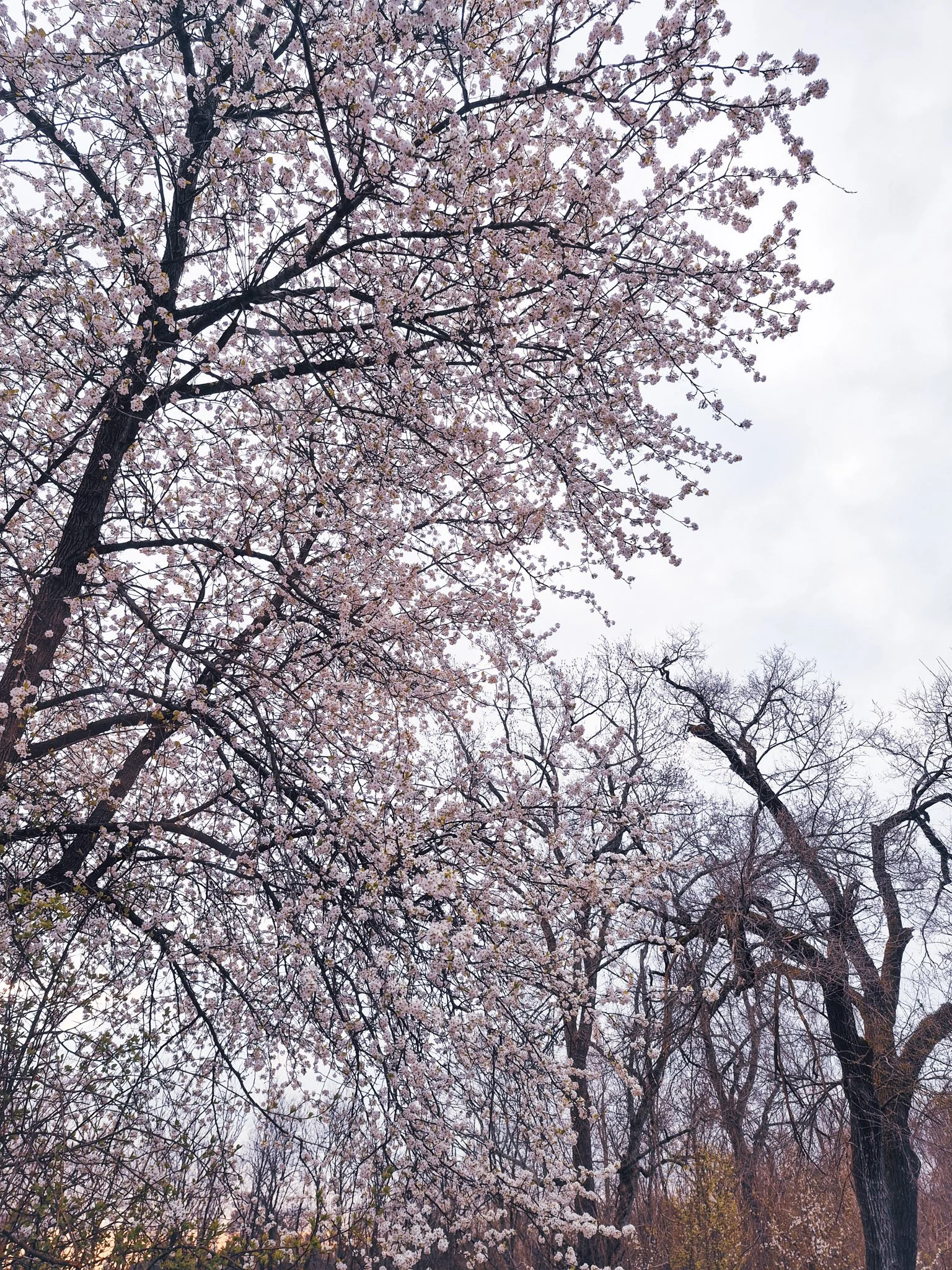 photo of early spring blooming trees with pink and white blooms with yellow forsythia bushes underneath