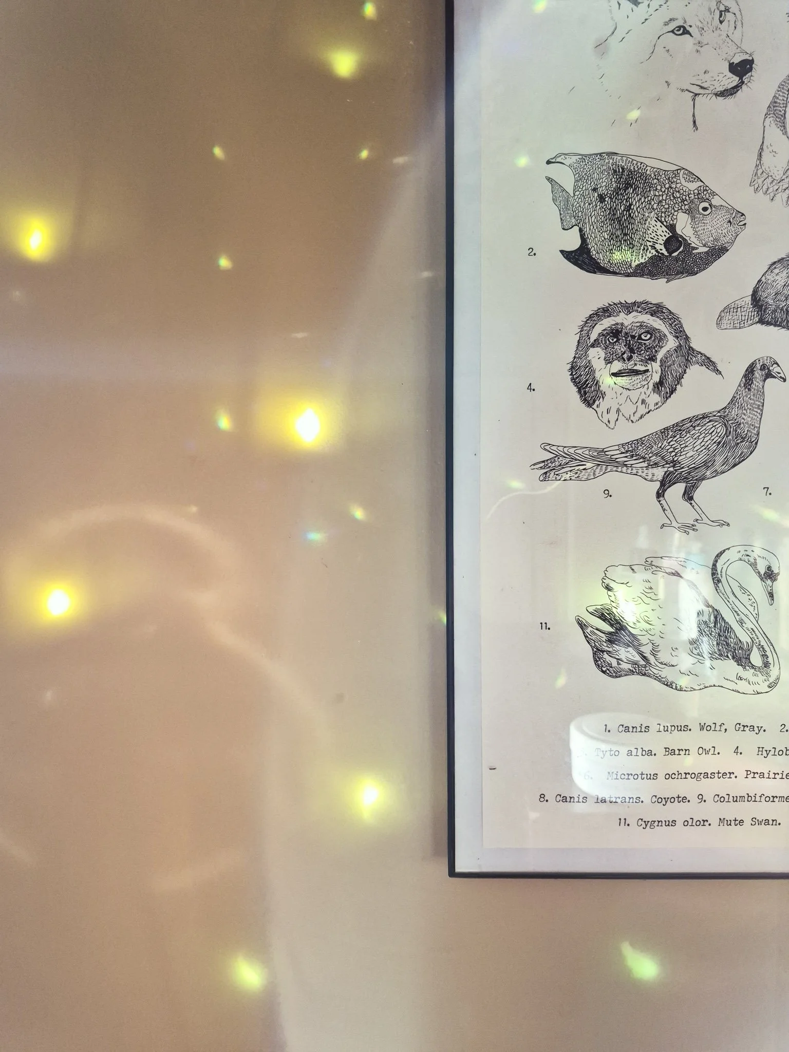 chartreuse and golden hour prism flares against a natural colored wall