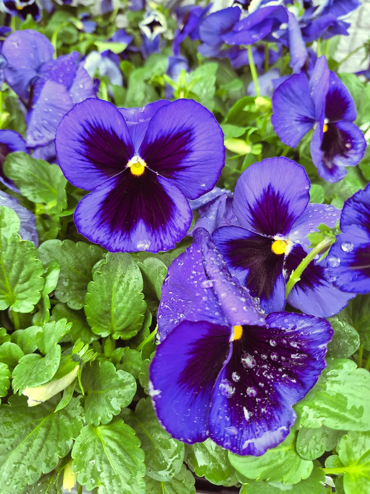 close up detail shot of rain-drenched deep purple pansies