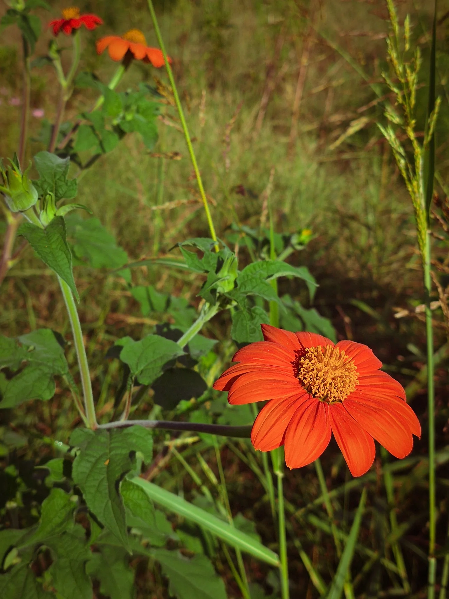 A vivid orange wildflower blooming among green foliage and grasses in an autumn meadow.