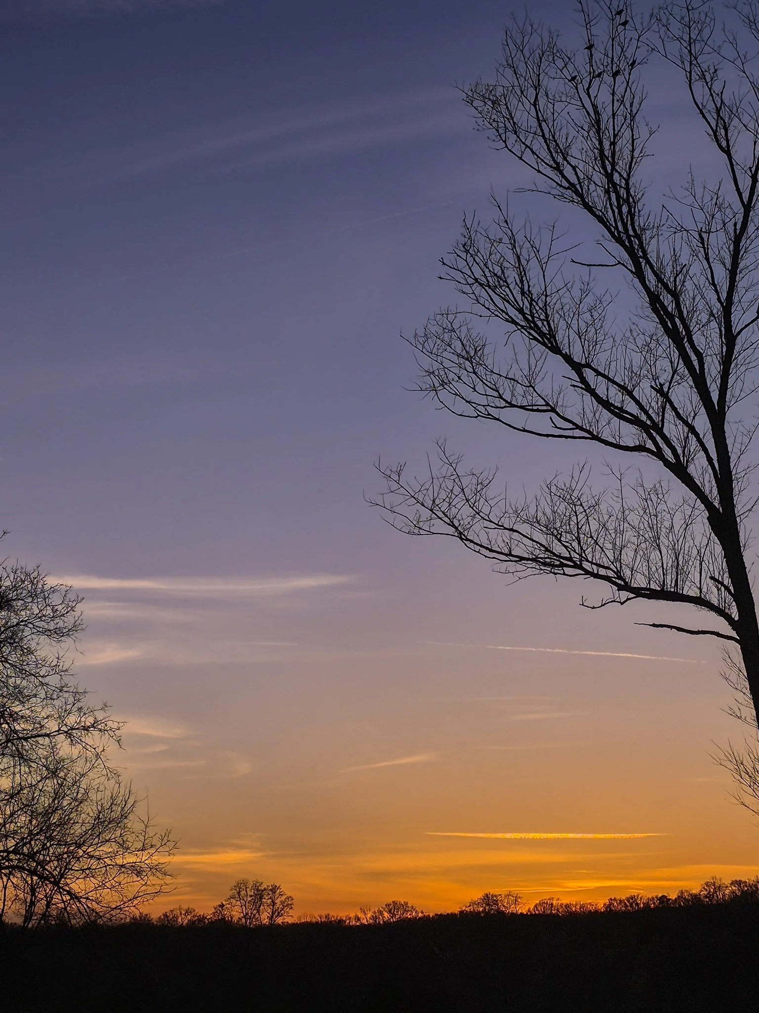 an evening sunset view with still bare tree silhouettes in the foreground and a lavender and orange fading sunset in the background