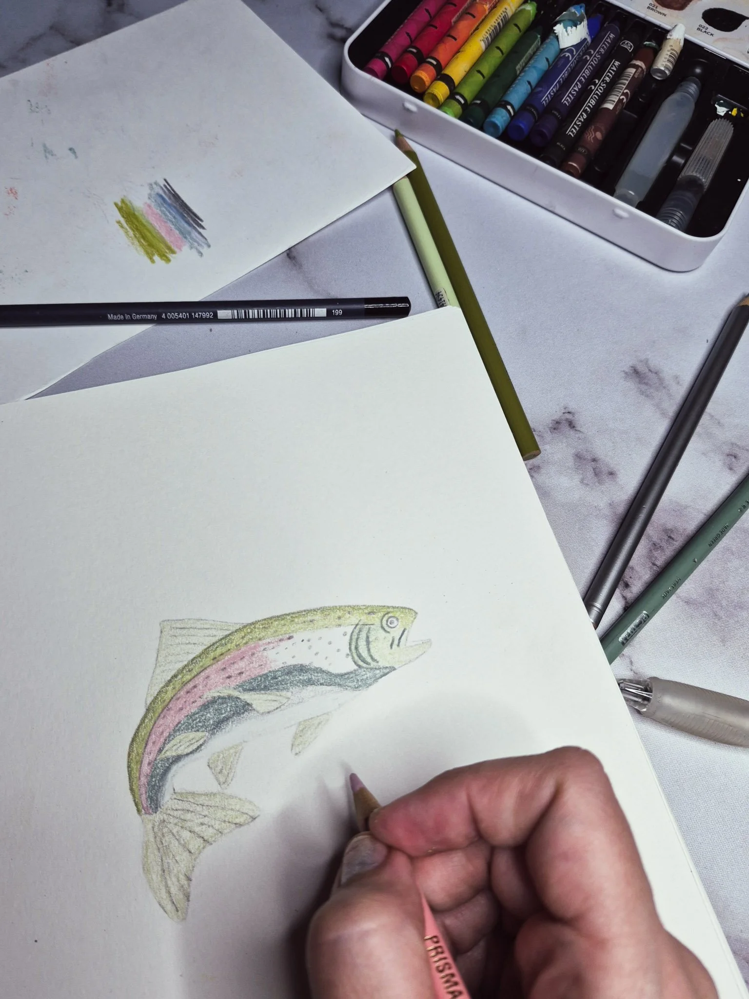 overhead desk shot of illustrator sketching a rainbow trout with colored pencils
