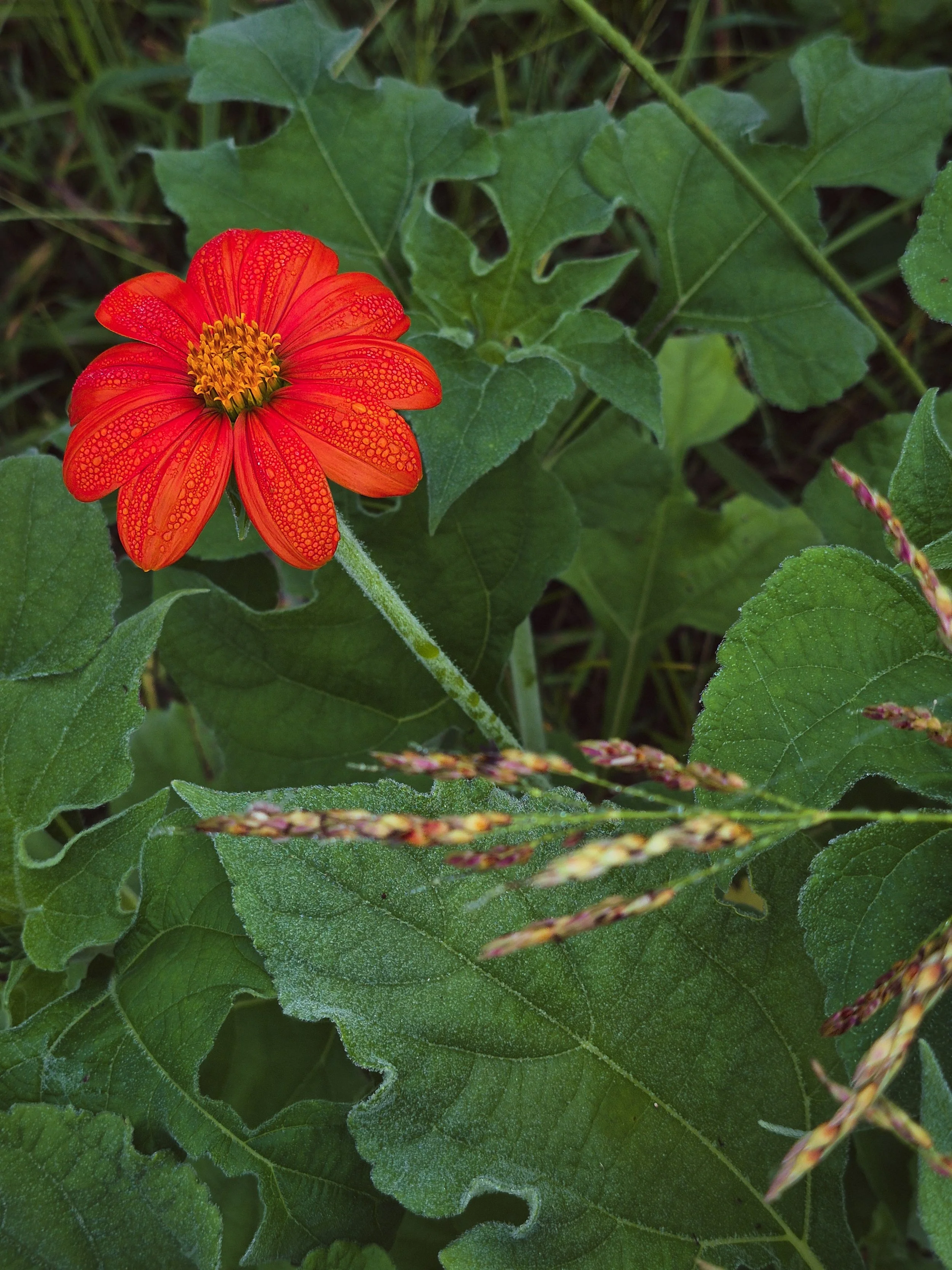 Bright red-orange tithonia covered in tiny droplets of morning dew among green leaves.