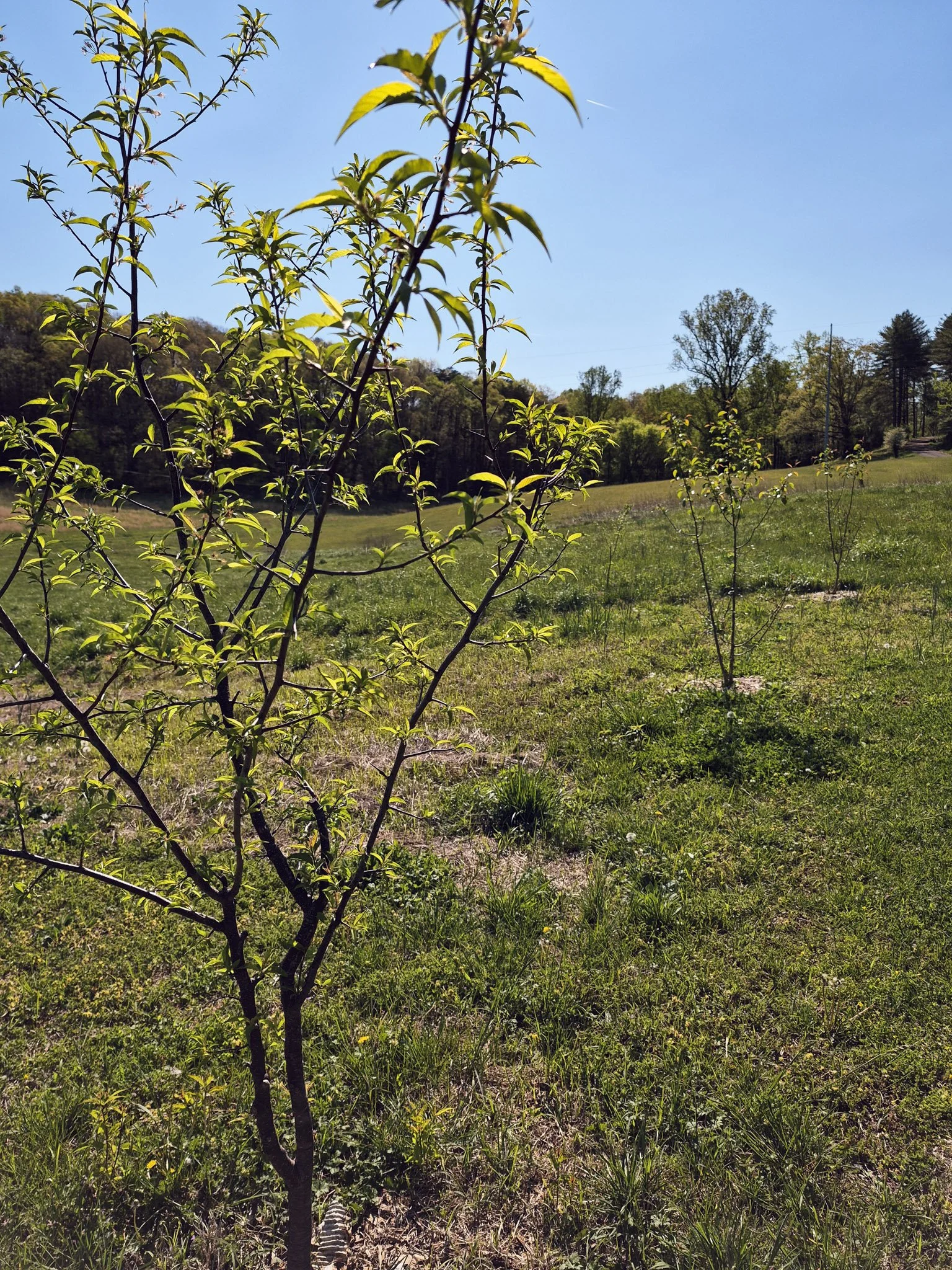 image of three young fruit trees growing in a row on a rural homestead in tn