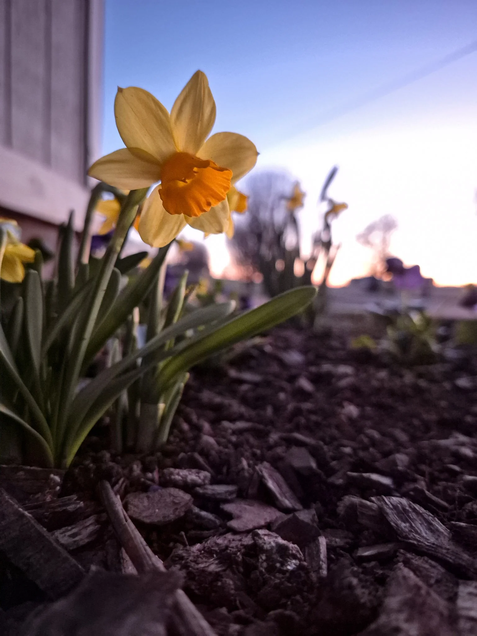 a closeup photo of a yellow and orange daffodil in a flower bed at dusk