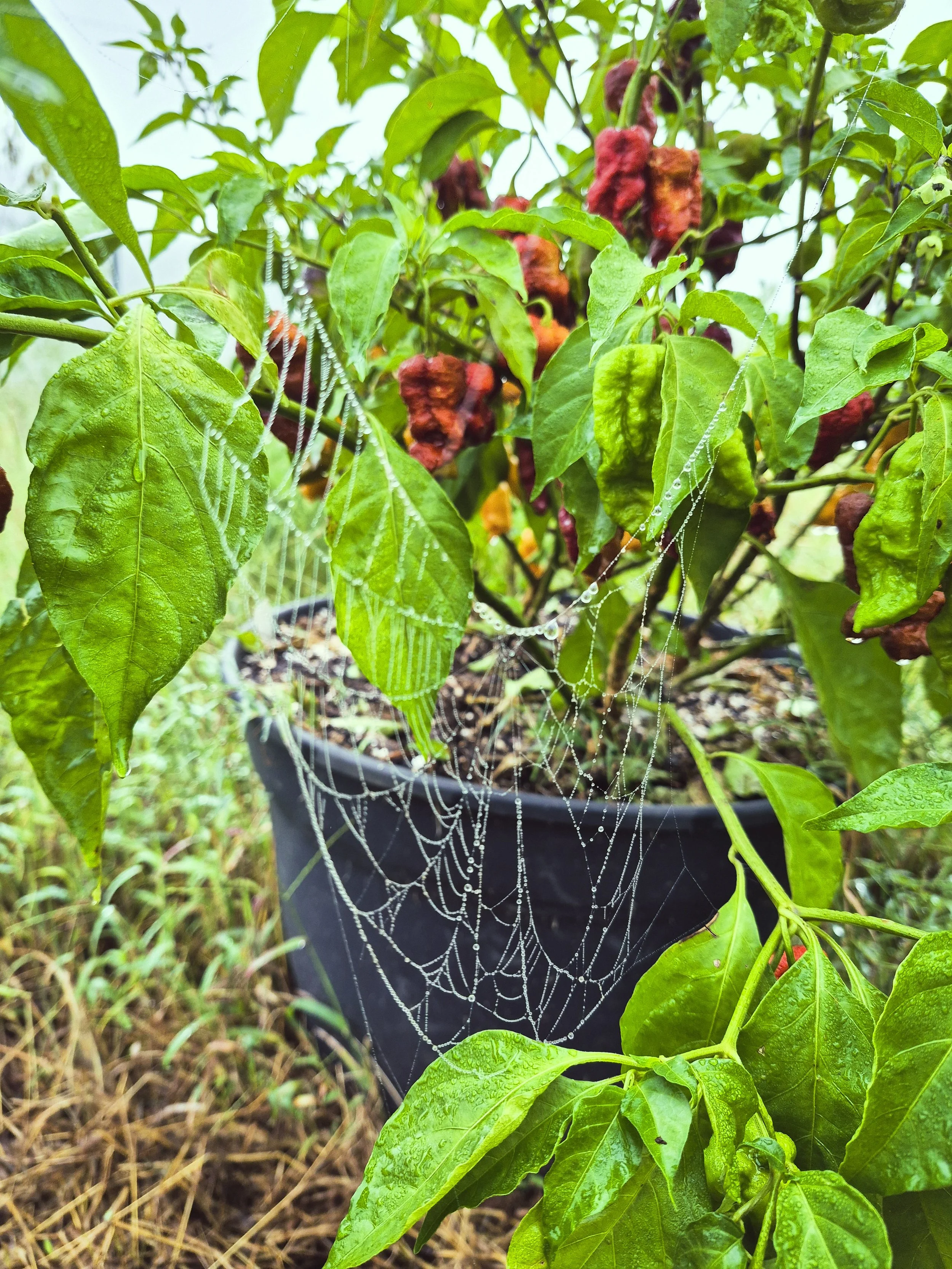 Dew-covered spiderweb stretched between leaves of a pepper plant, with ripening peppers visible in the background.